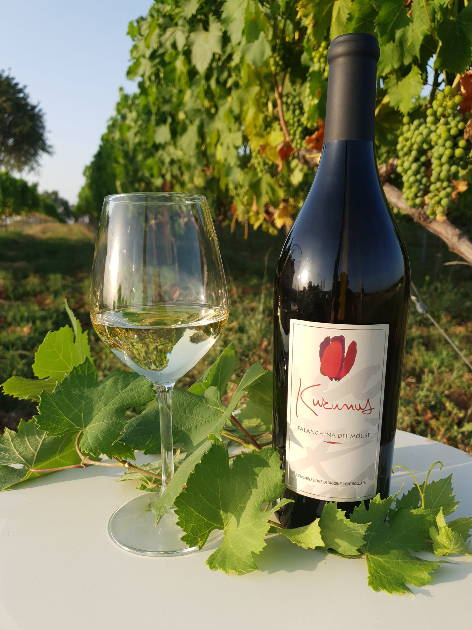falanghina
